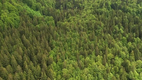 Flying over the spring forest