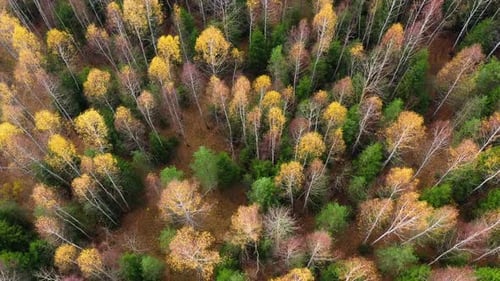 Autumn Forest with Colorful Foliage