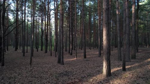 Langsam durch den Pinienwald