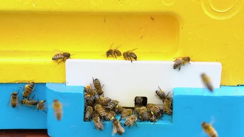 Hives in an Apiary with Bees Flying to the Landing Boards in a Garden