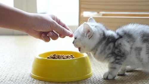 Asian Woman Feeding American Shorthair Cat By Hand At Home Slow Motion