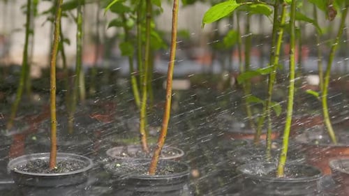 Gardening activity from potting plants, tending to young trees and general plant care. Slow motion