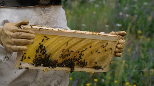 Honey