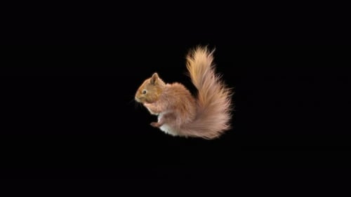 Animated Squirrel Jumping and Tumbling