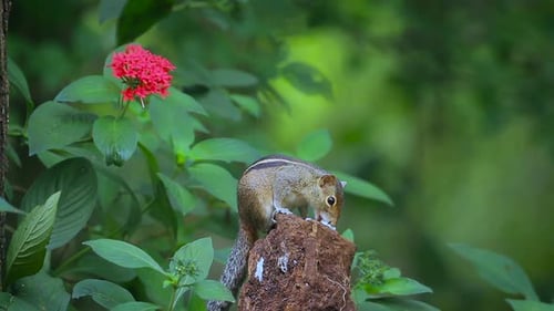 Indian palm squirrel in Sri Lanka