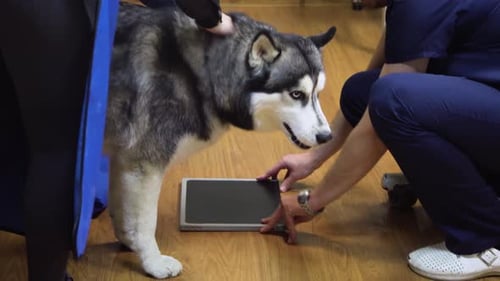Husky Dog Getting an X-Ray at the Vet
