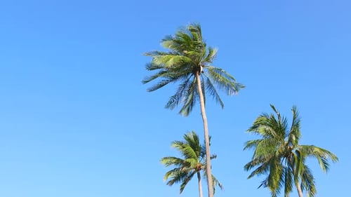 Beautiful coconut palm tree on blue sky background