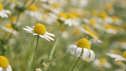 Shallow DOF Matricaria recutita field plant 4K 2160p 30fps UltraHD footage - Common Chamomile white