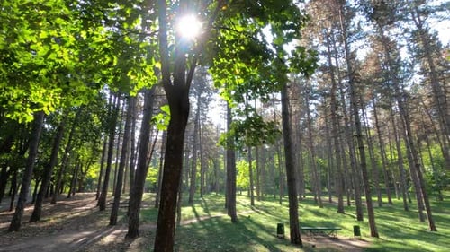 Grüner Wald mit glühender Sonne