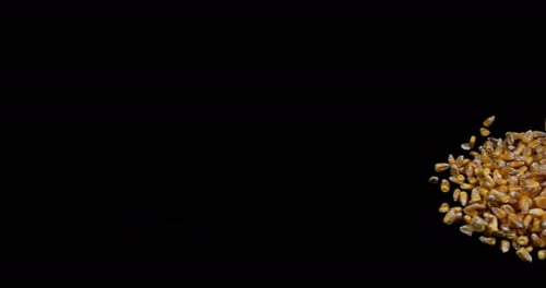 900235 Corn, zea mays falling against Black Background, Slow motion 4K
