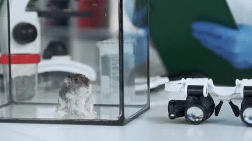 Close-up View of Hamster in Glass Container in Chemistry Lab