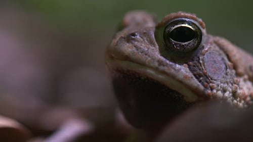 ein Frosch in der Natur