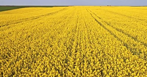 Himmel über gelbem Rapsfeld