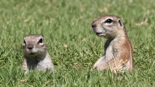 Alert Ground Squirrels