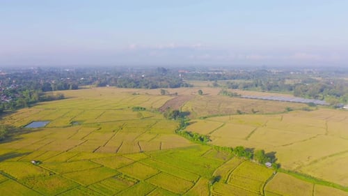 Aerial top view of fresh paddy rice, green agricultural field in countryside or rural area