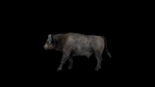 Buffalo Walking