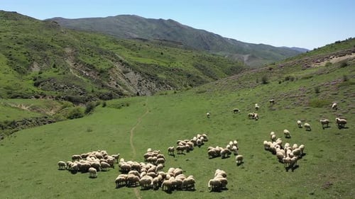 Sheep Grazing In The Meadow