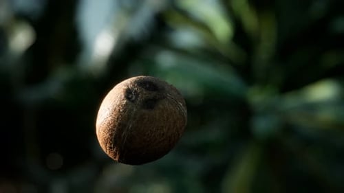 Slowly Rotating Coconut in a Tropical Natural Environment