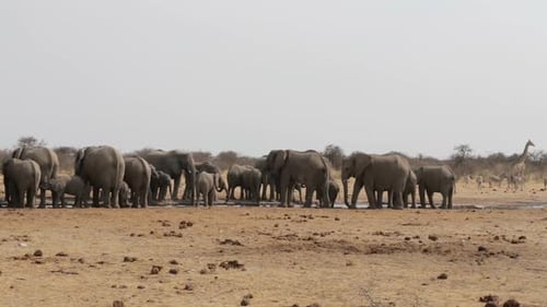 Herd of Elephants Drinking at Watering Hole