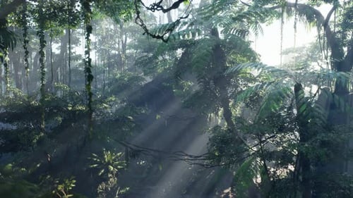Misty Tropical Jungle Forest with Sun Rays Panning