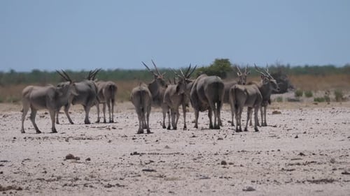 Herd of Common elands on a hot and dry savanna