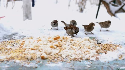 Sparrows Eating Breadcrumbs in Snowy Winter Scene