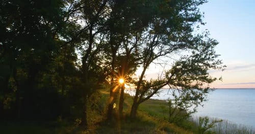 Sunbeams Illuminating the Trunks of the Trees in Forest
