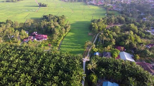 Aerial view fly over Malays Village near paddy field