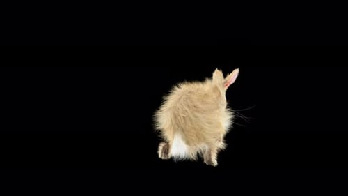 Rabbit Dancing 4K