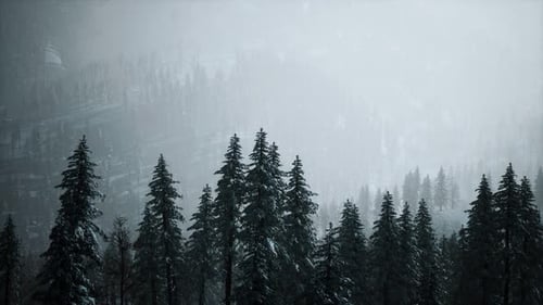 Misty Winter Forest Fly Through in Snow