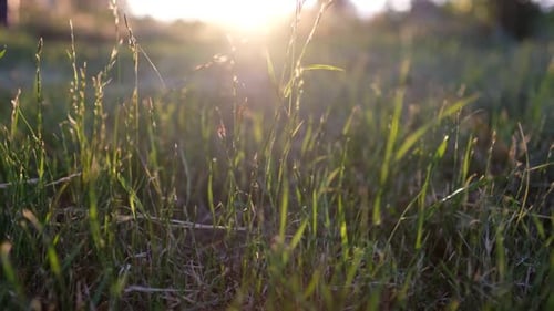 The Field