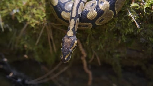 O Royal Python estende sua língua e rasteja graciosamente pela colina verde