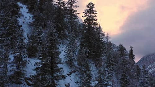 Bei Sonnenuntergang über Pinien fliegen und schneebedeckte Berge betrachten
