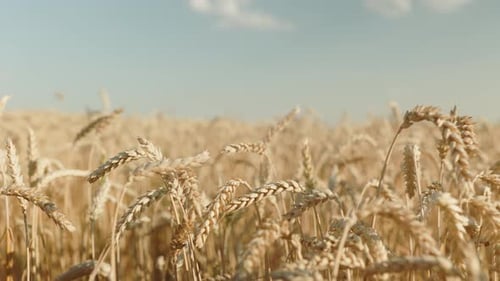 Wheat field, ears of wheat swaying from the gentle wind. Golden ears are slowly swaying in the wind