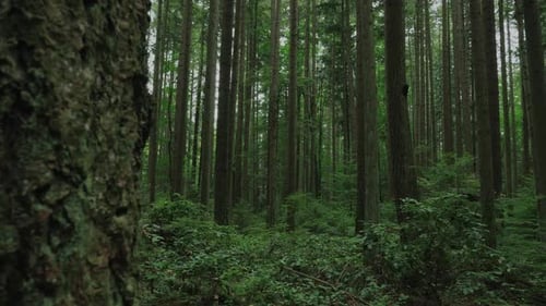Vancouver British Columbia forest (Pacific Spirit Region)