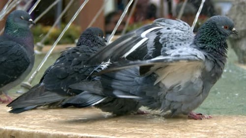 Animal Bird Pigeon Doves Near Fountain 6
