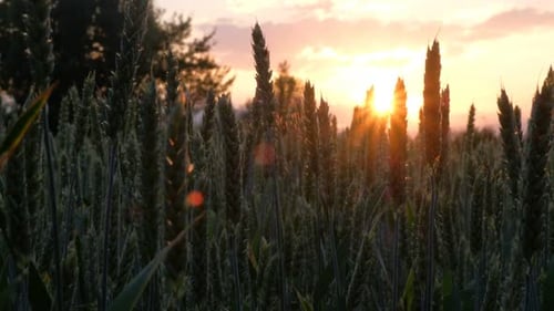 Wheat Field Silhouetted at Golden Sunset
