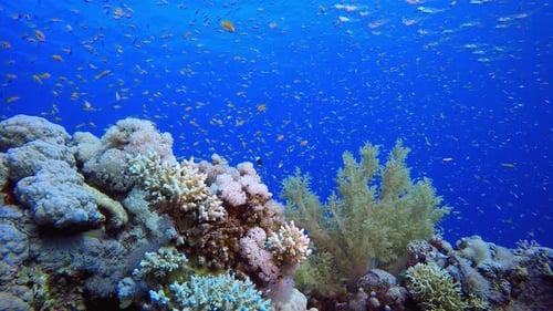 Poisson de récif tropical sous-marin