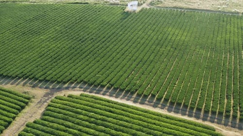 Drone shot of a wide green tea field with a sunset atmosphere.