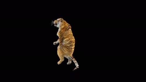 67 Tiger Tanzen 4K