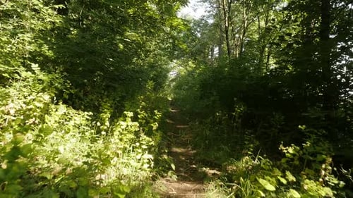 Forest-POV: Tagsüber, Zeitlupenaufnahmen