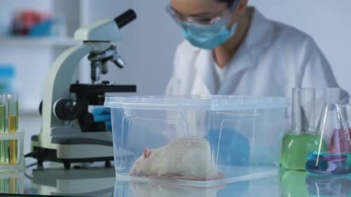 Scientist Examining Sample With Mouse In The Laboratory