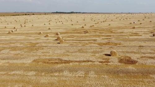 Drone Flight Over a Harvested Wheat Field with Scattered Circular Hay Bales for Livestock Feed
