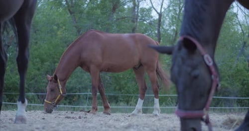 Beautiful Thoroughbred Horses Graze in the Meadow, Eat Grass. Animal Care. Concept of Horses