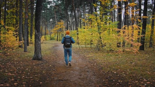 Millennial Man geht auf Weg im Herbst Wald Rückansicht Zeitlupe Follow Shot