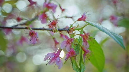 Pink Flowers of a Cherry Blossom on a Sakura Tree Close Up