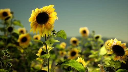 Sunflower Field on a Warm Summer Evening