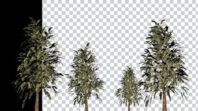 Royalty-Free Tree Motion Graphics - Envato
