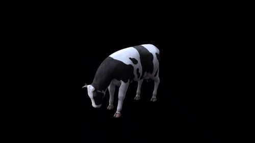 Cow Eat From View Top Angle Front