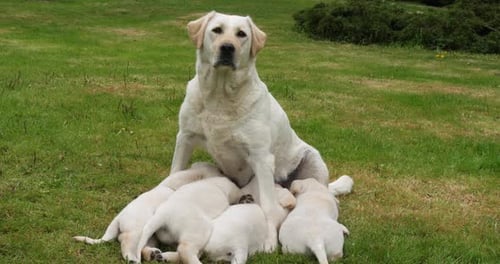Yellow Labrador Retriever Bitch That Feeds Puppies, Normandy in France, Slow Motion 4K